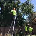San Ramon Tree Care Practices That Reduce Risk to Plumbing Infrastructure