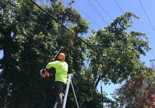 San Ramon Tree Care Practices That Reduce Risk to Plumbing Infrastructure