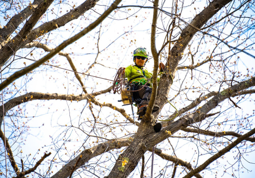 San Ramon Tree Care Tips for Safe Landscaping Around Electrical Fixtures